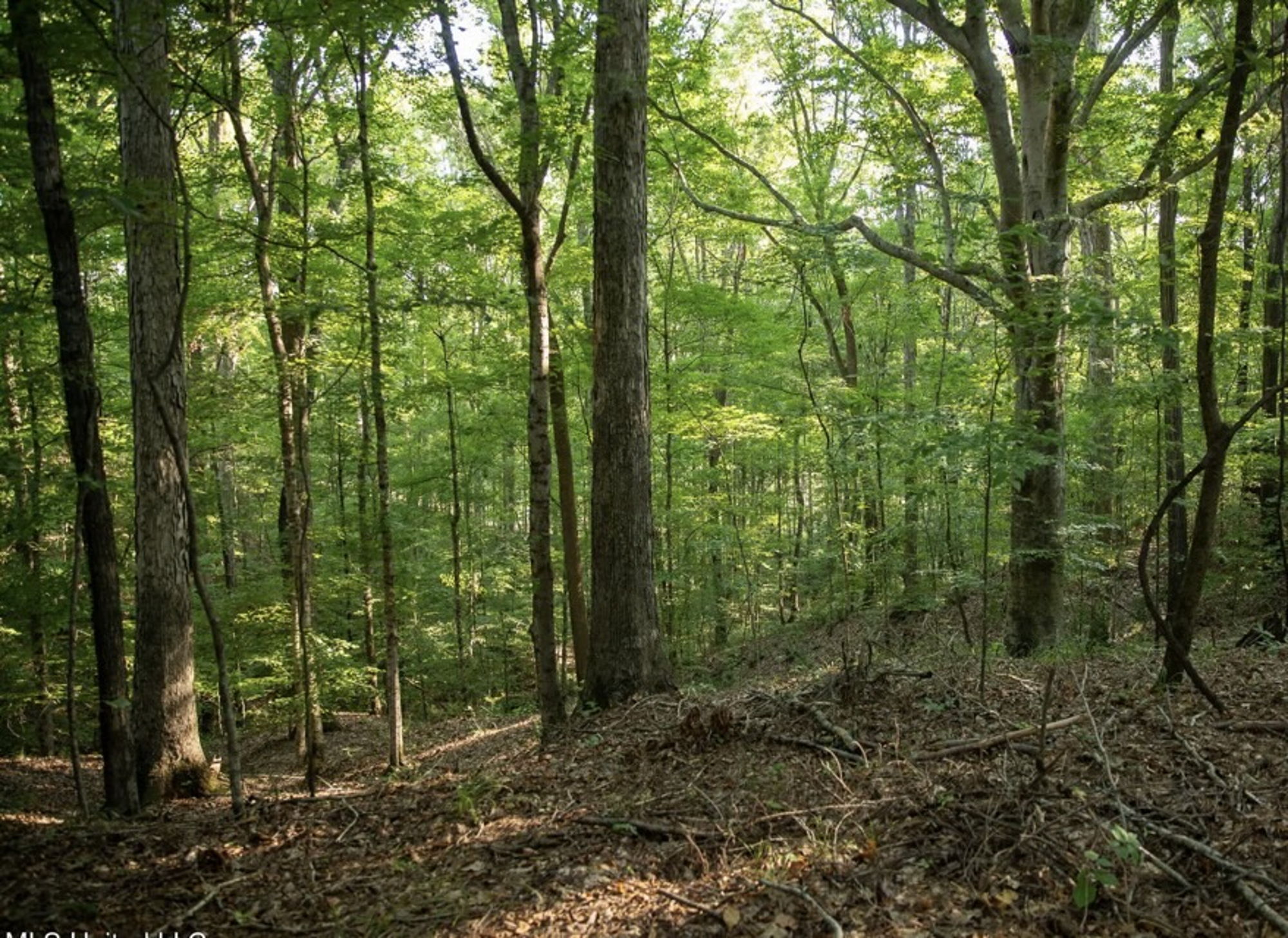 Kudzu Bluff Hunting Lodge